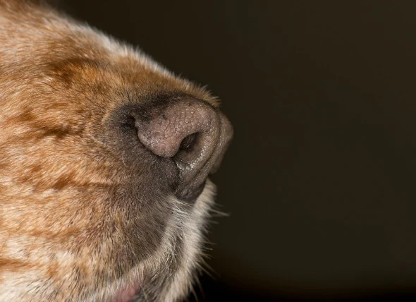 Cancer du nez (chondrosarcome) chez le chien