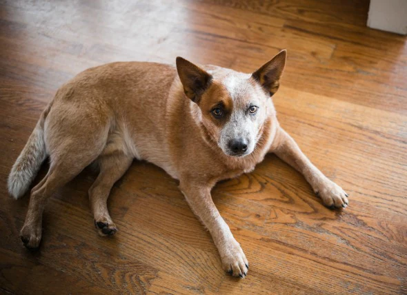 Cancer du pancréas (Insulinome) chez le chien