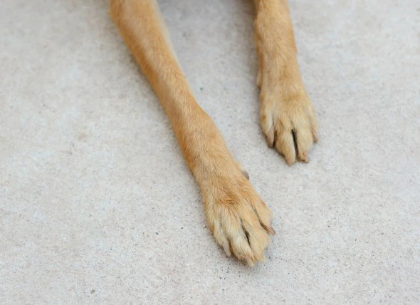 Cancer du pied/de l’orteil chez le chien