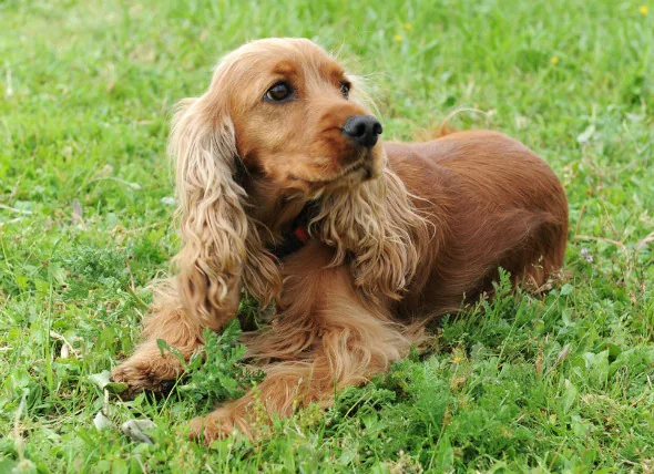 Cancer du sein chez le chien (tumeurs de la glande mammaire)