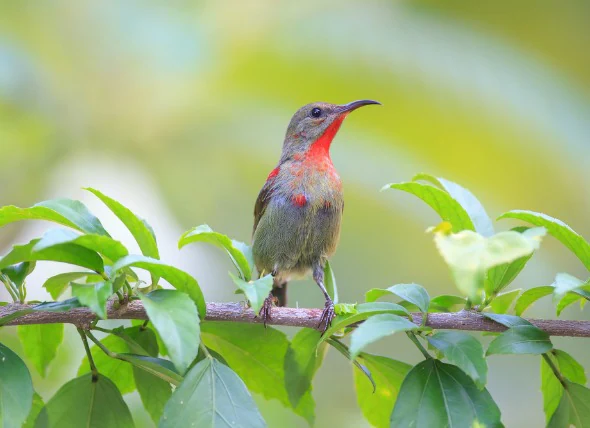 Carence en iode chez les oiseaux