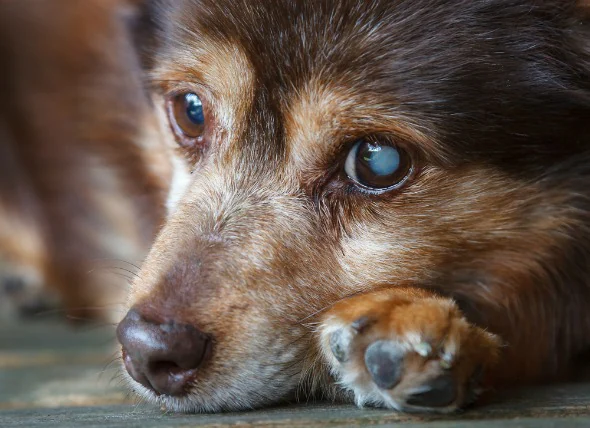 Cataractes chez les chiens