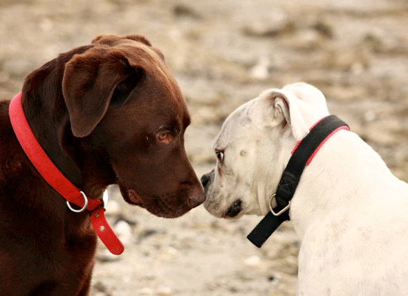 Causes, diagnostic et traitement de l’herpèsvirus canin