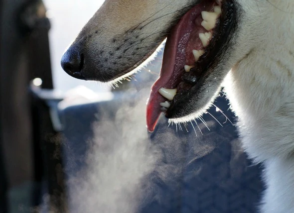 Choc allergique chez le chien