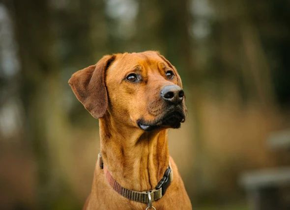 Choc dû à une diminution de la circulation sanguine chez le chien