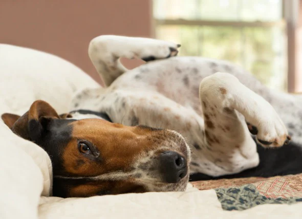 Choc dû à une infection bactérienne chez le chien