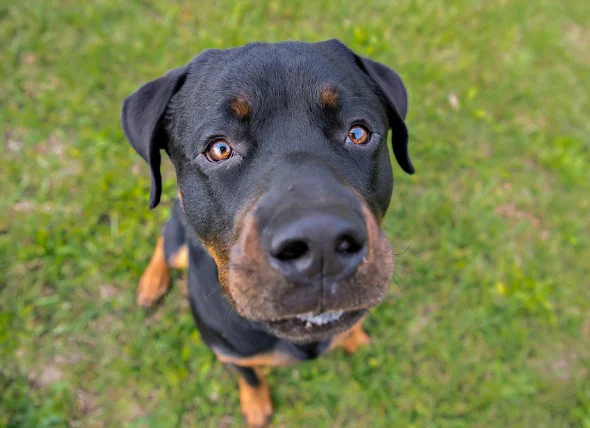 Cholestérol élevé chez le chien