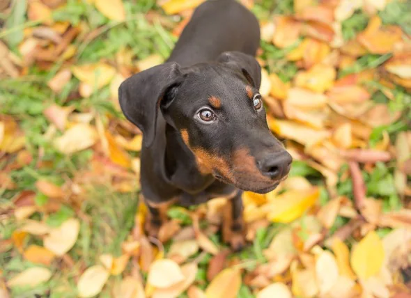 Cirrhose et fibrose du foie chez le chien