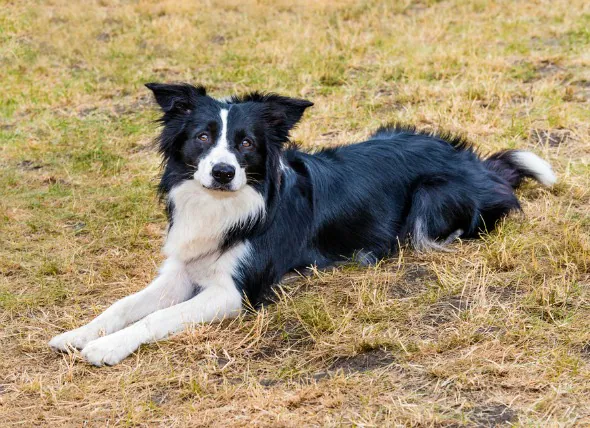 Cloques et pustules cutanées chez le chien