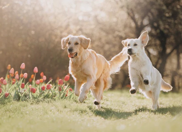 Coccidies chez le chien