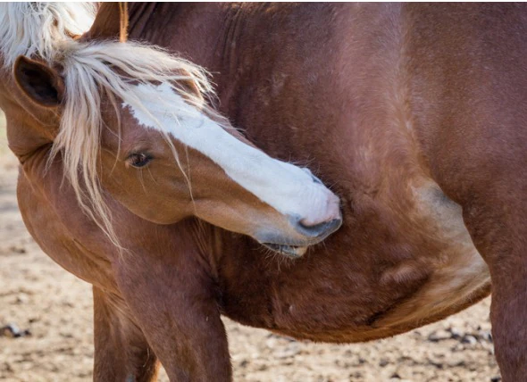 Colique du cheval : Signes, causes et traitement