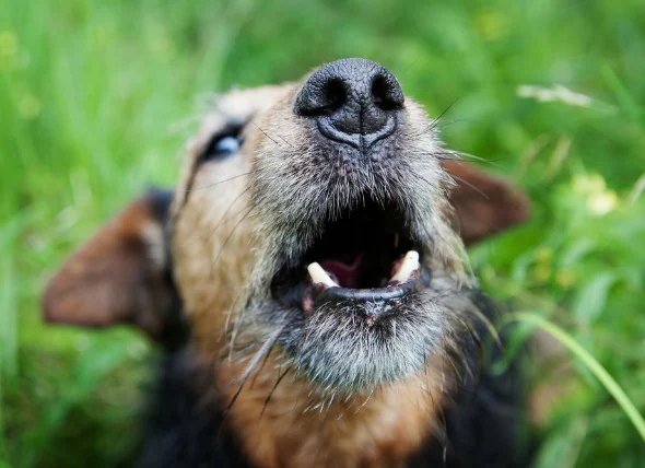 Collecte de liquide dans les poumons (non due à une maladie cardiaque) chez le chien