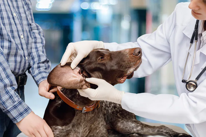 Comment identifier, traiter et prévenir les infections de l’oreille du chien