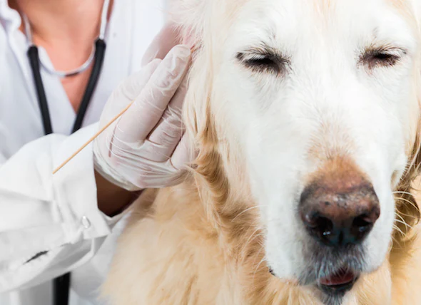 Comment se débarrasser des acariens de l’oreille chez le chien ?