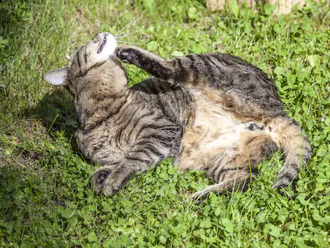 Comment traiter la gale démodécique chez le chat ?