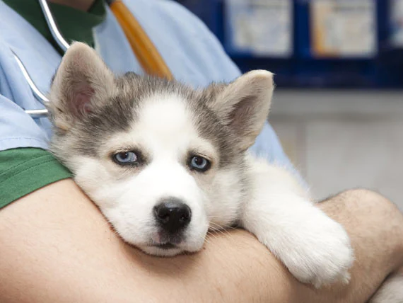 Comment traiter la grippe H3N2 chez le chien ?