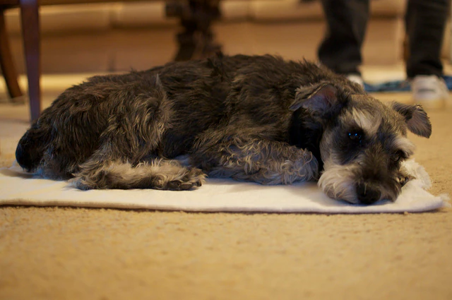 Comment traiter la maladie de Cushing chez le chien ?