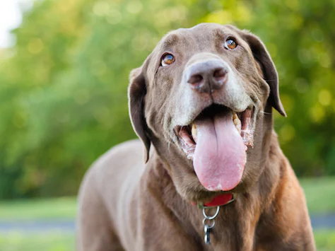 Comment traiter les difficultés respiratoires chez le chien ?