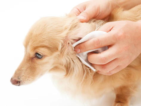 Comment traiter les mites d’oreille chez les chiens