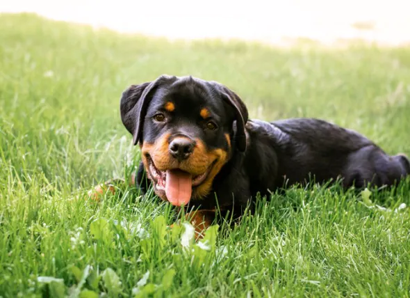 Comment traiter les vers du cœur chez les chiens