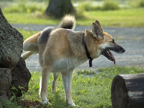 Comment traiter l’hématurie chez les chiens