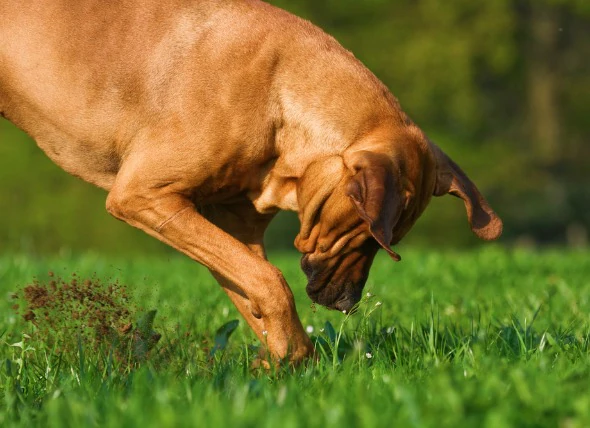 Comportements indisciplinés des chiens