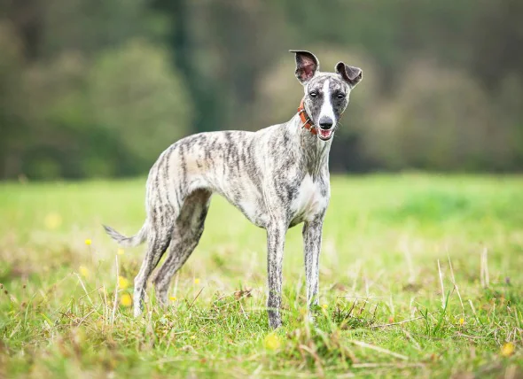 Conseils de sécurité pour l’utilisation de médicaments contre le ver du cœur chez les chiens