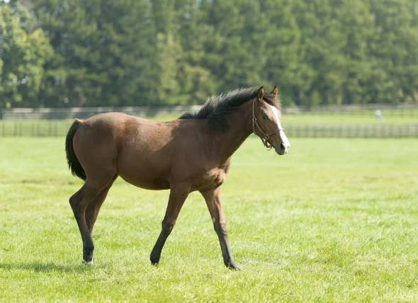 Constipation et coliques chez le cheval