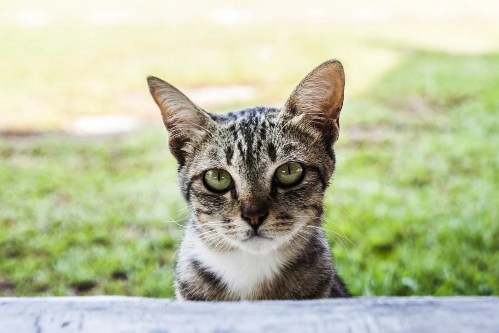 Constipation (sévère) chez le chat