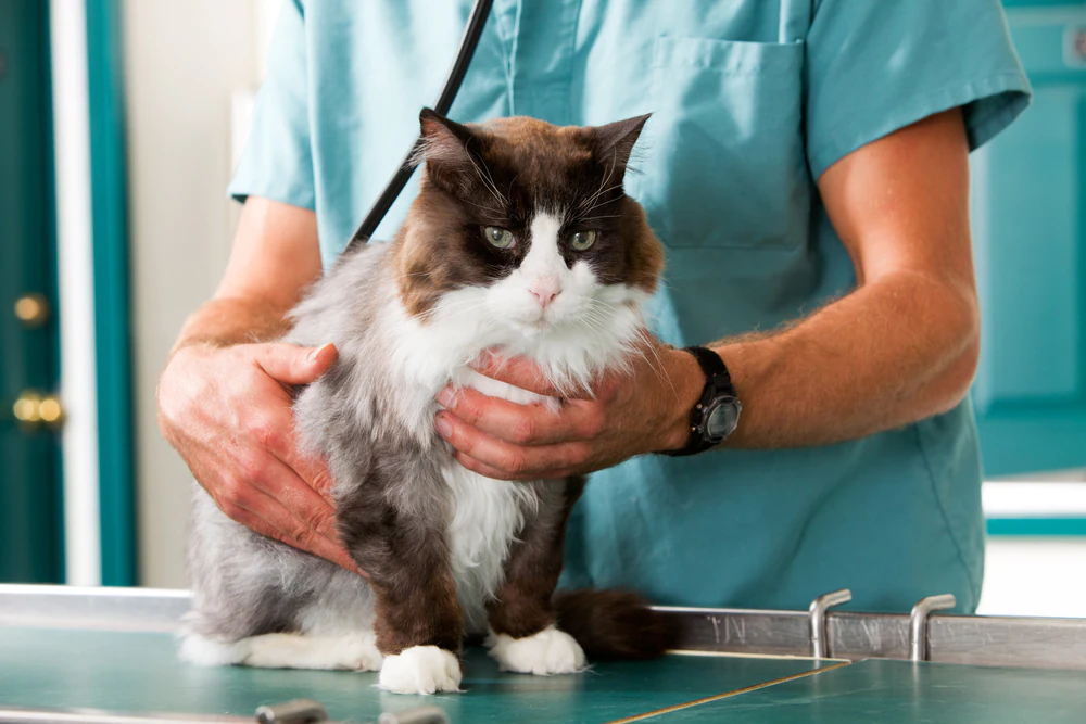 Corps étrangers coincés dans la gorge des chats