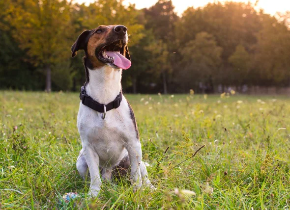 Coup de chaleur et hyperthermie chez le chien