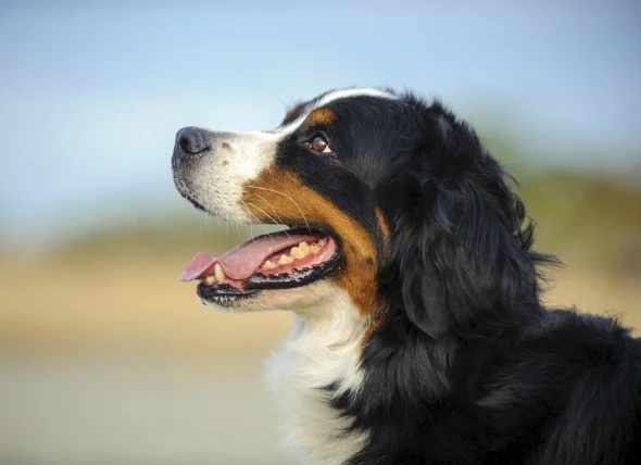 Crise cardiaque chez le chien