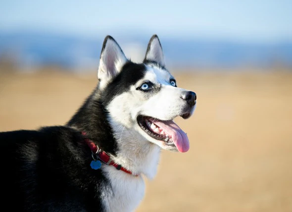 Croissances cancéreuses et non cancéreuses dans la bouche d’un chien