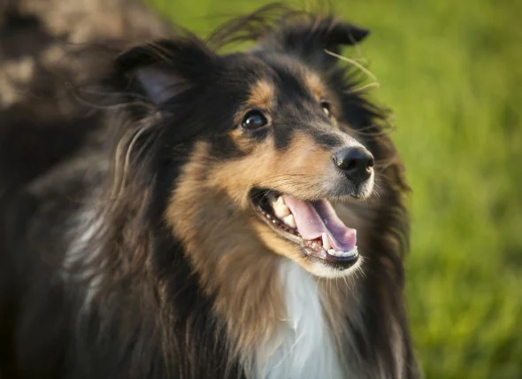 Décharge vaginale chez le chien