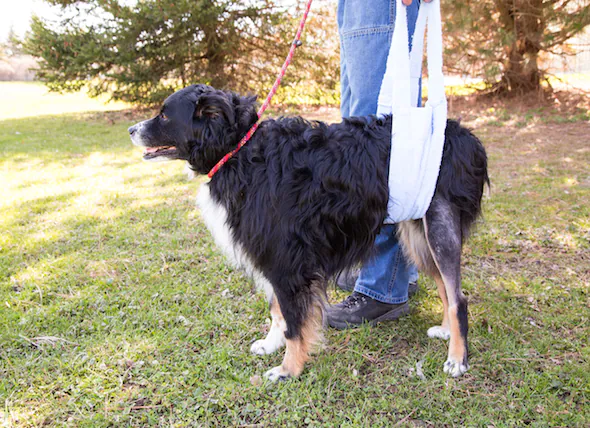 Déchirure du ligament du genou chez le chien