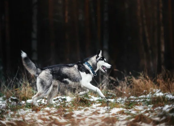 Déchirure musculaire chez le chien