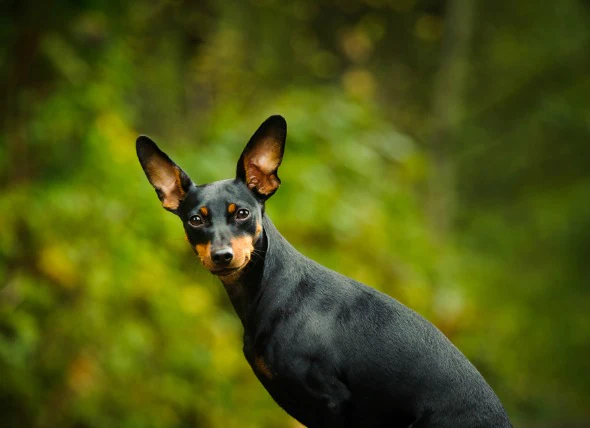 Défaut cardiaque (congénital) chez le chien