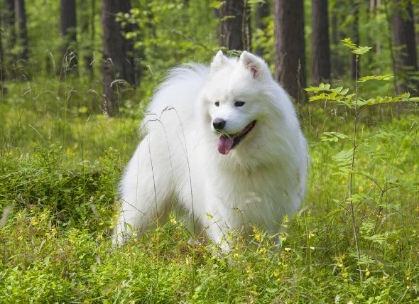 Défaut cardiaque congénital (sténose pulmonaire) chez le chien