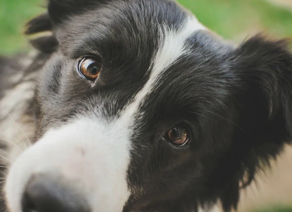 Défaut oculaire du colley chez le chien