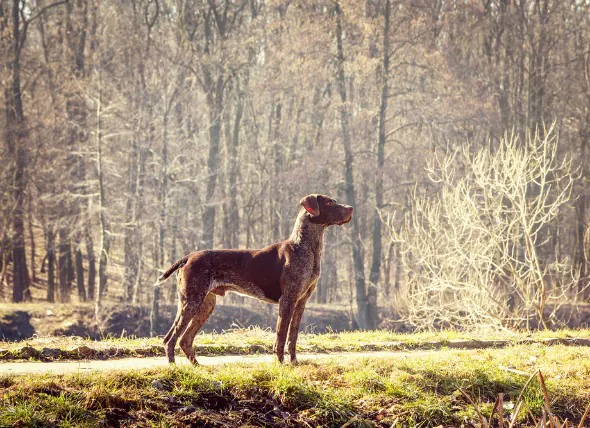 Défauts de naissance spinaux et vertébraux chez le chien