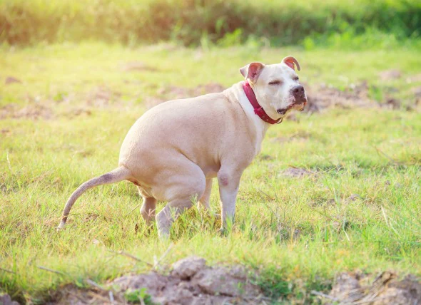 Défécation difficile et sang dans les selles chez le chien