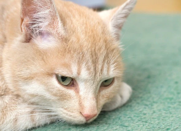 Déficiences sanguines chez le chat