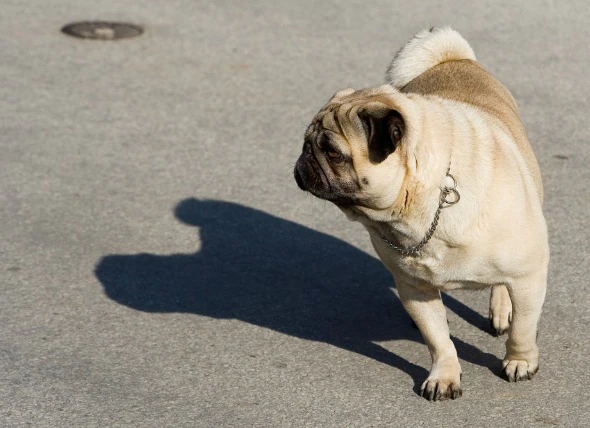 Déformation de la patte avant chez le chien