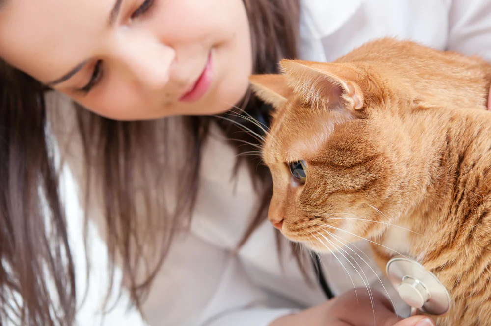 Déformation des os de la cage thoracique chez le chat