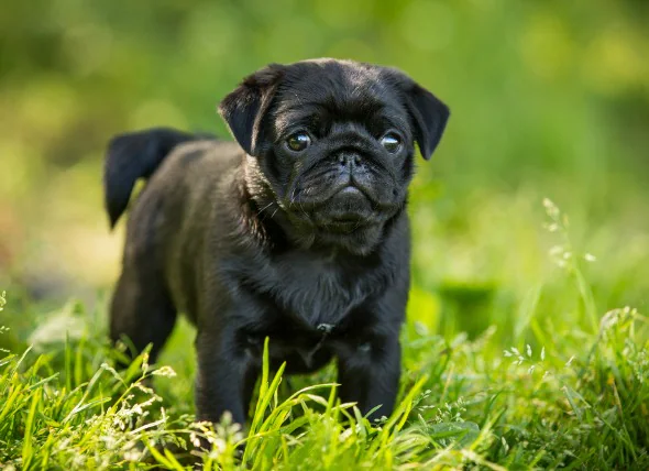 Déformation des os de la cage thoracique chez le chien