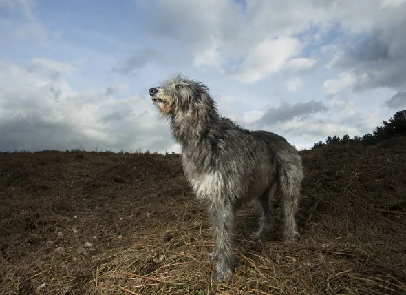 Déformation osseuse et nanisme chez le chien