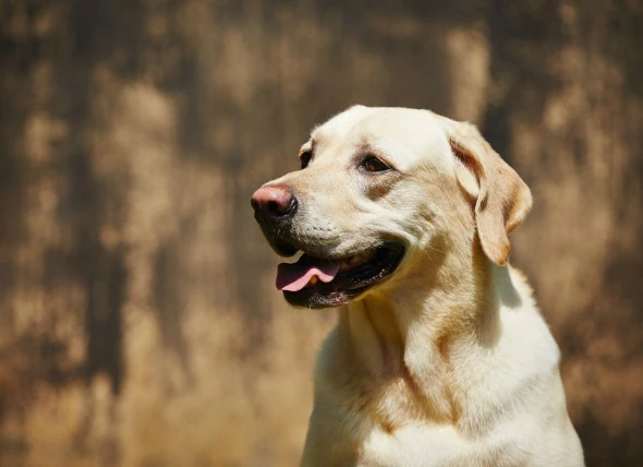 Dégénérescence de la colonne vertébrale chez le chien