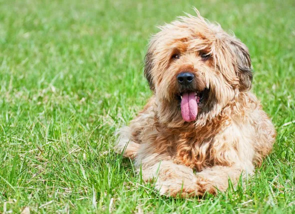 Dégénérescence de la partie de l’œil formant l’image chez le chien