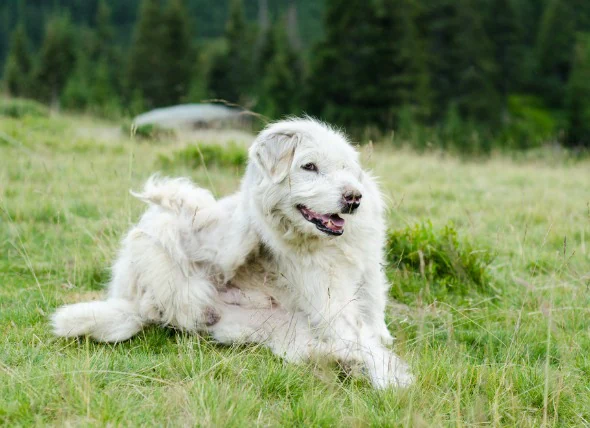 Démangeaisons, envie de se gratter, de mâcher ou de lécher provoquant une inflammation de la peau chez le chien