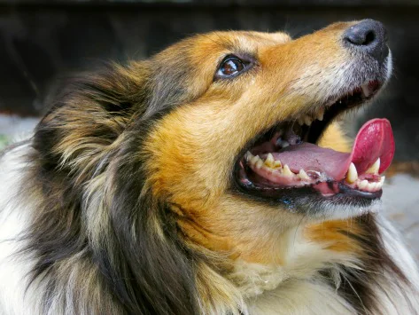 Dents tachées et décolorées chez le chien